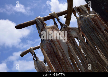 Tralicci per appendere il polpo a secco, polpo fisherwoman, Anse Baleine, Rodrigues Foto Stock