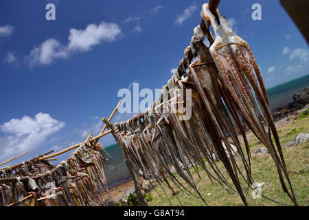 Tralicci per appendere il polpo a secco, polpo fisherwoman, Anse Baleine, Rodrigues Foto Stock