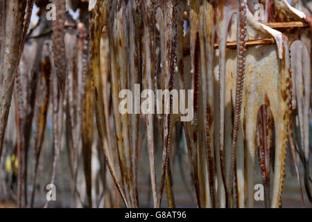 Tralicci per appendere il polpo a secco, polpo fisherwoman, Anse Baleine, Rodrigues Foto Stock