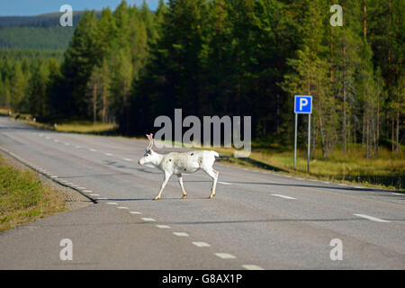 Renne sulla strada E45 vicino Renviken, Lappland, Svezia Foto Stock