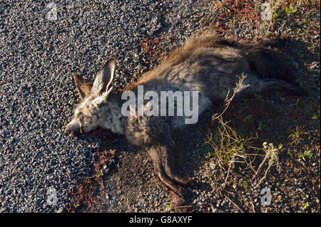Dead bat eared Fox su strada Foto Stock