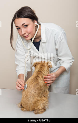 Giovani donne medico esamina un piccolo cane Griffon Foto Stock