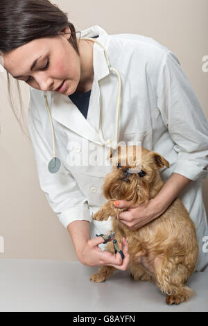 Veterinario taglia unghie per un cane di piccola taglia Foto Stock