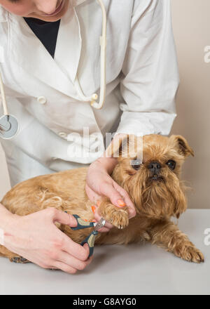 Veterinario taglia unghie per un piccolo cane Griffon Foto Stock