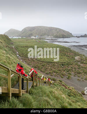 Expedition nave passeggeri a salire le scale per penguin rookery a Macquarie Island, Australian sub-antartiche Foto Stock