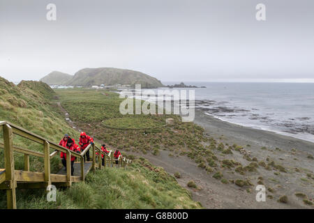 Expedition nave passeggeri a salire le scale per penguin rookery a Macquarie Island, Australian sub-antartiche Foto Stock