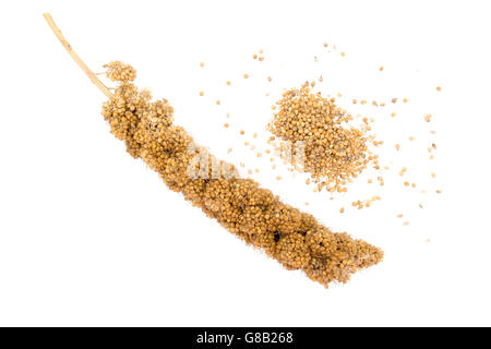 Millet isolato su bianco. Granella sano cibo. Foto Stock