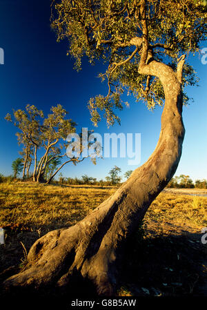 Alberi di pioggia, Nogatsaa, Botswana Foto Stock