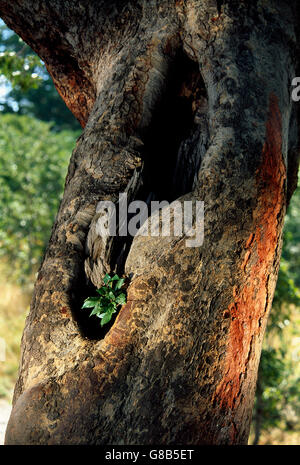 Pianta piccola in Teak albero, Chobe, Botswana Foto Stock
