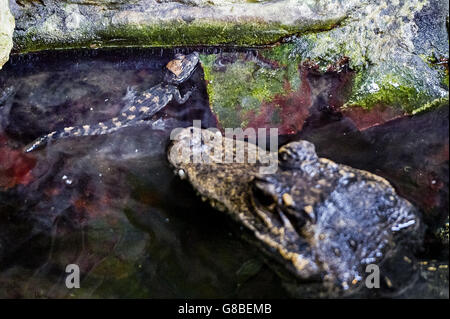 Un coccodrillo nano dell'Africa occidentale, lungo 15 cm, di otto giorni, accanto alla madre dopo cinque bambini schiuduti ai giardini dello zoo di Bristol, dopo tre mesi di incubazione naturale. Foto Stock