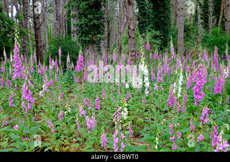 Foxgloves crescente selvatici in impostazione di bosco Foto Stock