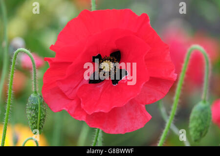 Papavero rosso nel prato di fiori selvaggi, Norfolk, Inghilterra Foto Stock