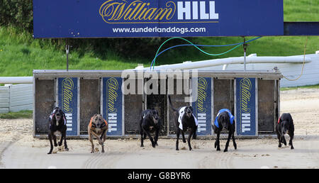 Il Greyhound Racing - Sunderland Greyhound Stadium Foto Stock