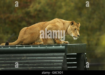 Uno dei quattro leoni ex circensi guarda il loro nuovo ambiente al loro arrivo allo zoo Five Sisters di West Lothian, Scozia. I leoni maschi Simba, Tiny, Sangaka e Mufava si stavano stabilendo oggi dopo essere stati trasportati allo zoo da un santuario di animali in Belgio dove sono stati curati da quando sono stati confiscati da un circo francese. Foto Stock