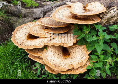 Funghi Bracket sui Linley Beeches su Linley Hill vicino a Norbury, vicino a Bishop's Castle, Shropshire, Inghilterra, Regno Unito Foto Stock