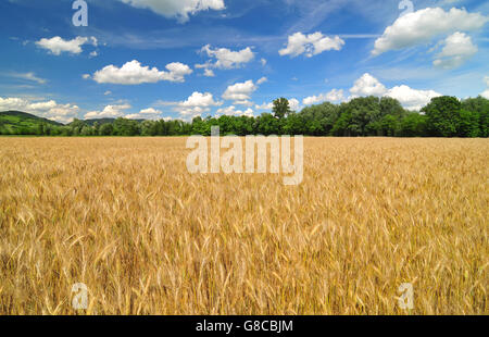 Campo di orzo in una luminosa giornata di sole Foto Stock