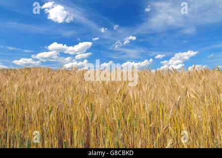 Campo di orzo in una luminosa giornata di sole Foto Stock