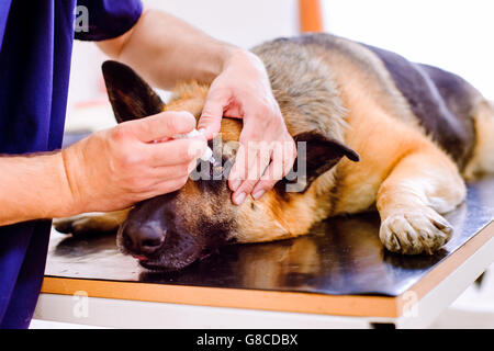 Veterinario di applicazione di gocce per gli occhi per il pastore tedesco cane Foto Stock