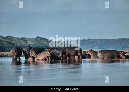 Mozambico Maputo SR. Ippopotami in diga Xingute Foto Stock