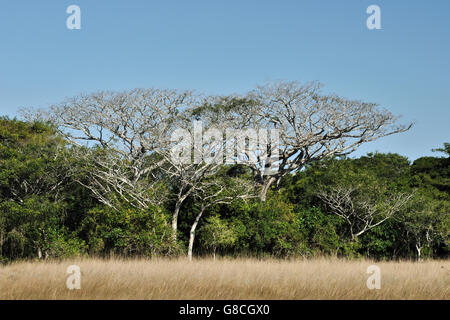 Alberi di mogano, POD, Maputo riserva speciale, Mozambico. Foto Stock