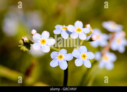 Piccolo blu Myosotis fiori, chiamato anche non ti scordar di me , sotto il caldo sole estivo raggi Foto Stock