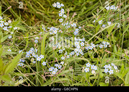 Piccolo blu Myosotis fiori, chiamato anche non ti scordar di me , sotto il caldo sole estivo raggi Foto Stock