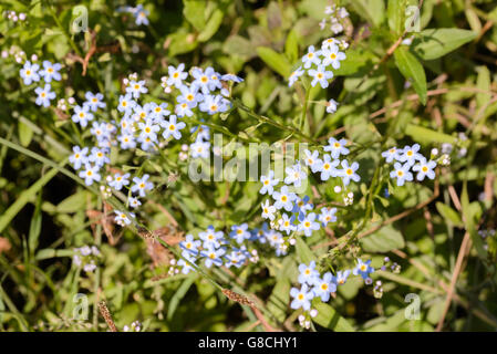 Piccolo blu Myosotis fiori, chiamato anche non ti scordar di me , sotto il caldo sole estivo raggi Foto Stock