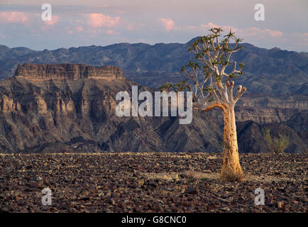 Giovani Quiver tree, il Fish River Canyon, Namibia. Foto Stock