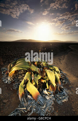 Welwitchia Mirabilis al mattino, Namib Desert, Namibia. Foto Stock