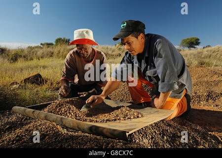 Diamond miner piccolo escavatore vagliatura, Sud Africa. Foto Stock