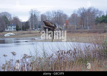 Giovane aquila calva sul lago in Sothington, Connecticut. Foto Stock