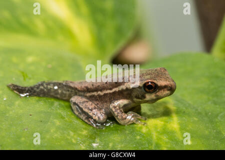 Treefrog cubano metamorph ancora con la coda - Osteopilus septentrionalis Foto Stock