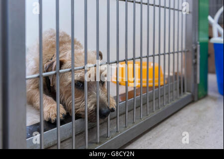 Un cane in un canile di recupero presso i veterinari. Inghilterra Foto Stock