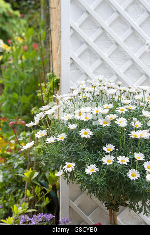 Argyranthemum frutescens / Standard. Marguerites coltivata in vaso sul patio giardino. Cotswolds, Inghilterra Foto Stock