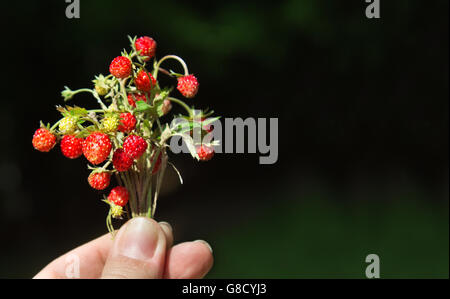 Mazzetto di fragole nella donna la mano della scena estiva. Con spazio per il testo. Foto Stock