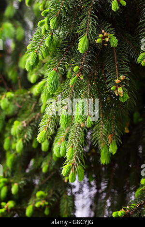 Giovane ramo verde di abete in foresta Foto Stock