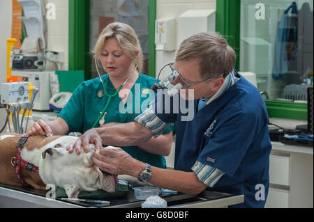 Veterinario e infermiere operante su un cane Foto Stock