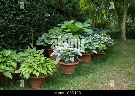 Hosta pianta in vasi di piante in un giardino di cottage nelle cotswolds. Ashton Under Hill, distretto di Wychavon, Worcestershire, Regno Unito Foto Stock