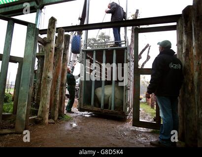 Tswane arriva a Blair Drummond Safari Park Foto Stock