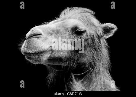 Bactrian camel (Camelus bactrianus) ritratto Foto Stock