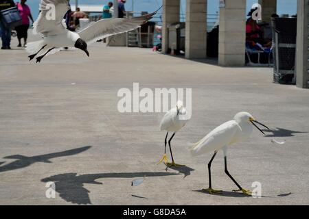 Snowy Egrets mangiare pesce sulla pesca del molo a fort de soto in tierra verda, fl, con una ridente gabbiano piomba in per uno snack. Foto Stock