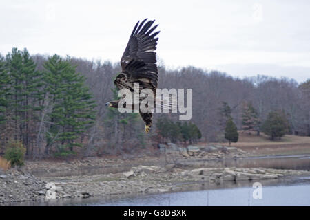 Giovane aquila calva volando sul lago a Sothington, Connecticut Foto Stock