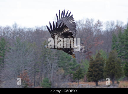 Giovane aquila calva, Sothington, Connecticut Foto Stock