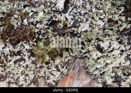 Archi verde Tignola, Anaplectoides prasina, mimetizzata su lichen. La Scozia, Regno Unito Foto Stock