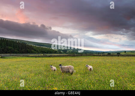 Holwick, Teesdale, nella contea di Durham. Mercoledì 29 Giugno 2016. Regno Unito Meteo. Era abbastanza luminoso ma showery per iniziare la giornata nel North Pennines, tuttavia cloud addensante è previsto per portare la pioggia in molte parti del Regno Unito come il giorno progredisce. La pioggia dovrebbe cancellare verso est questa sera per lasciare una chiara notte a secco per la maggior parte delle aree. Credito: David Forster/Alamy Live News Foto Stock