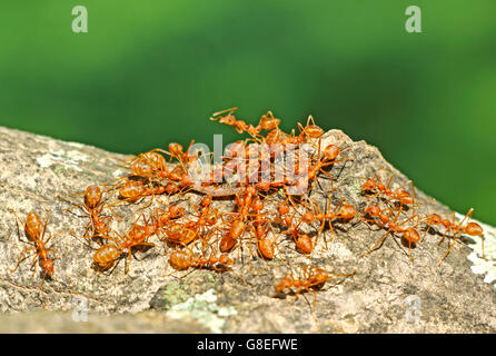 Gruppo di tessitore formiche che trasportano il loro cibo home, il lavoro di squadra in natura Foto Stock