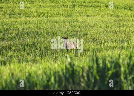 Giovane cervo su una molla verde campo. Foto Stock