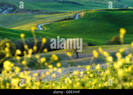 Risveglio verde primavera in Toscana. Foto Stock