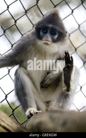 Foglia brizzolato scimmie volare in Indonesia Foto Stock