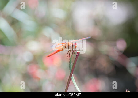 Fiamma (petardo) Skimmer - Libellula libellula saturata Foto Stock